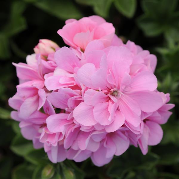 Precision™ Pink Ivy Geranium - Bloom
