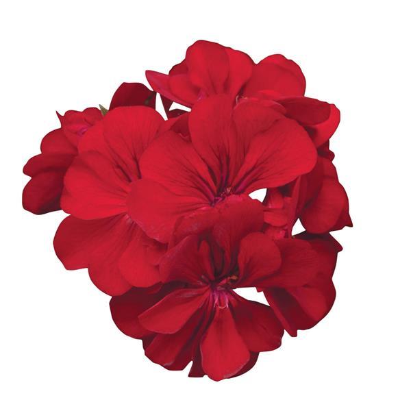 Precision™ Red Ivy Geranium - Bloom