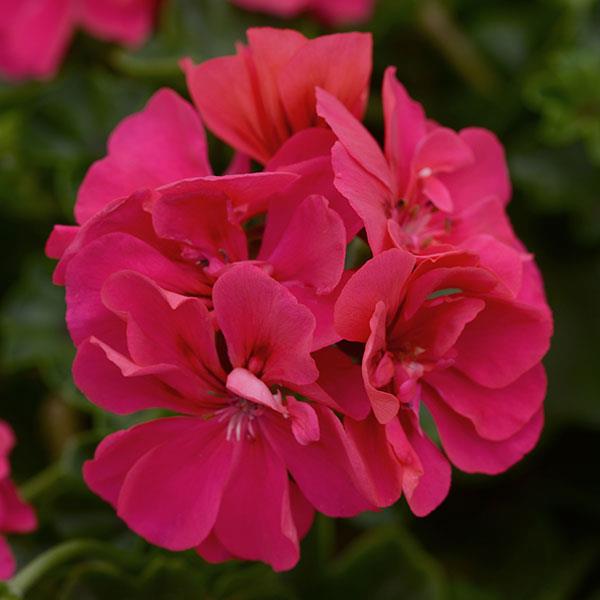 Precision™ Rose Ivy Geranium - Bloom