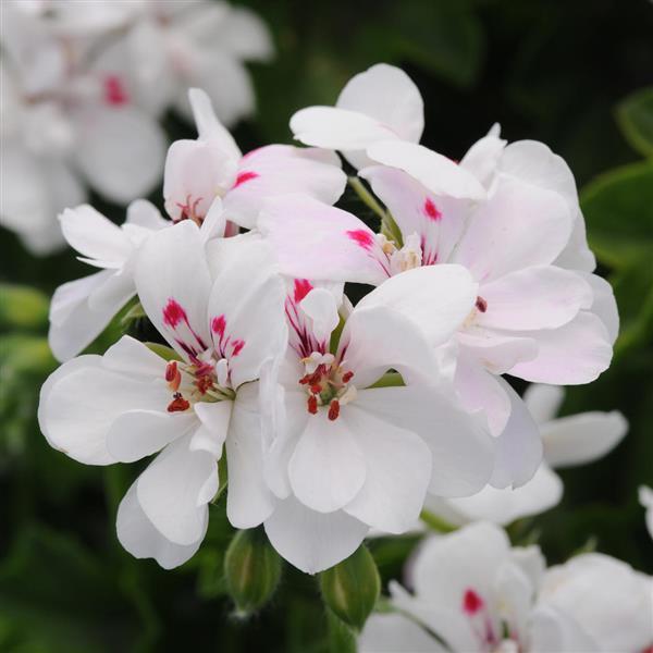 Precision™ White Red Eye Ivy Geranium - Bloom