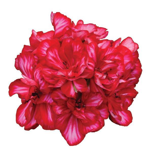 Precision™ Red Ice Ivy Geranium - Bloom