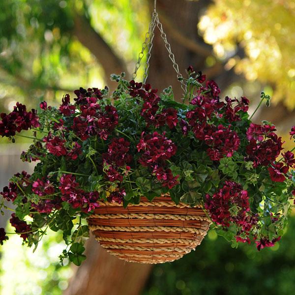 Precision™ Dark Burgundy Ivy Geranium - Basket
