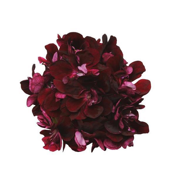 Precision™ Dark Burgundy Ivy Geranium - Bloom