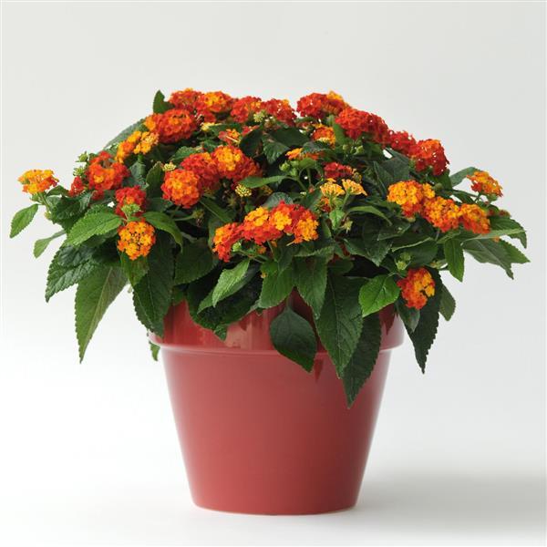 Little Lucky™ Red Lantana - Container
