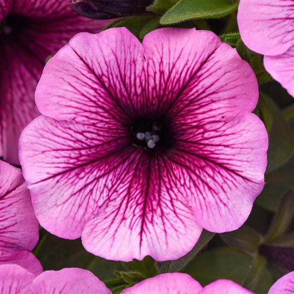 SureShot™ Pink Vein Petunia - Bloom