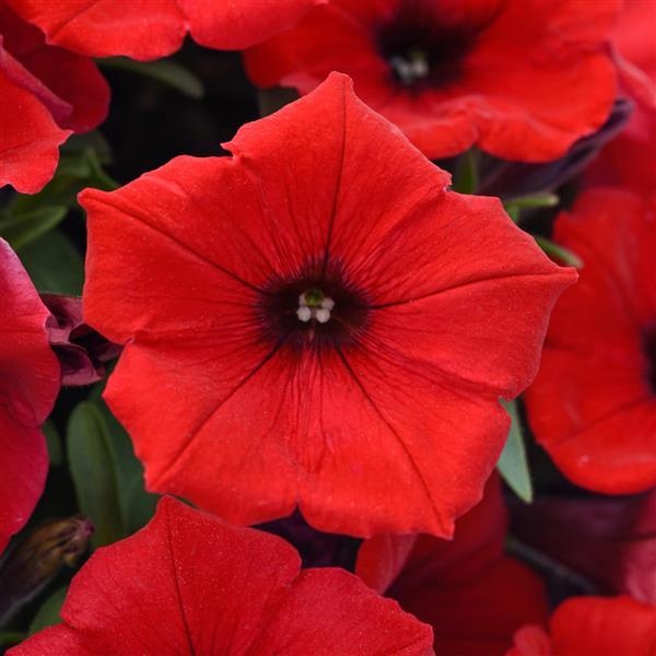 SureShot™ Red Petunia - Bloom