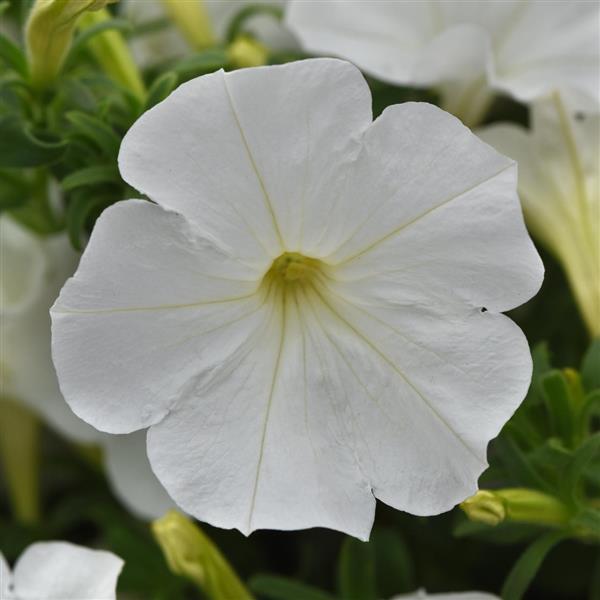 SureShot™ White Petunia - Bloom