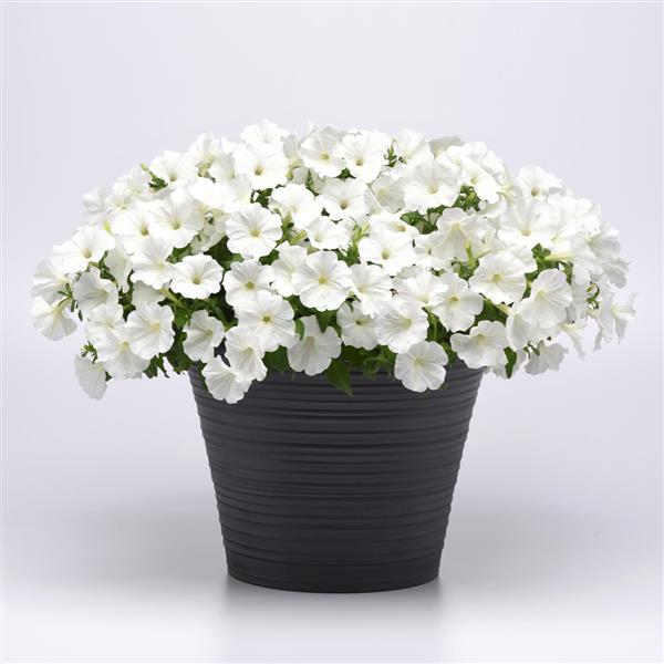 SureShot™ White Petunia - Container
