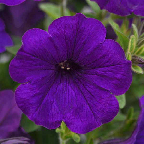 SureShot™ Dark Blue Petunia - Bloom