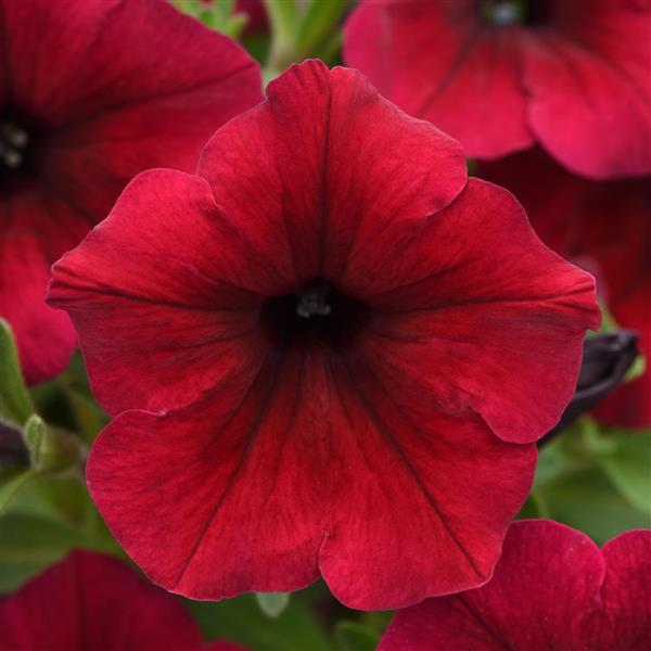 SureShot™ Dark Red Petunia - Bloom