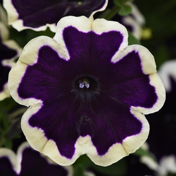 SureShot™ Blueberries & Cream Petunia - Bloom