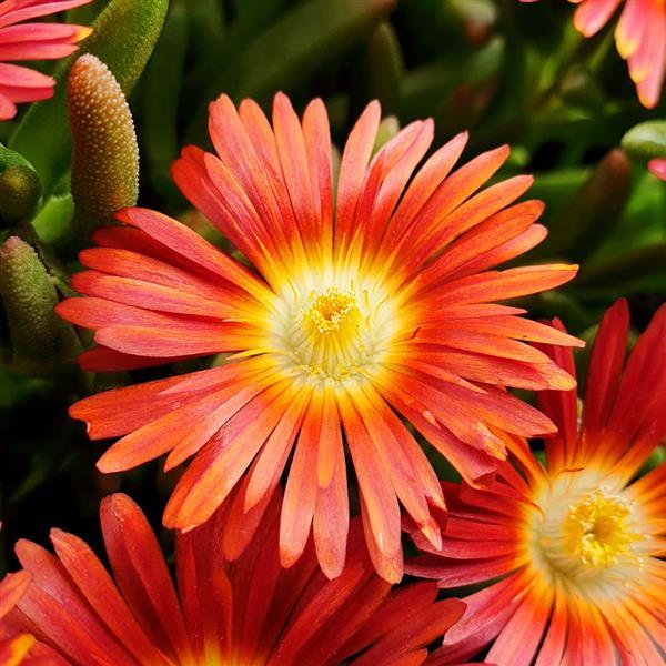 Delosperma Wheels of Wonder™ Hot Orange Wonder - Bloom