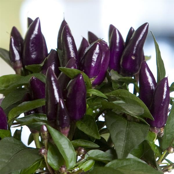 Salsa XP Purple Ornamental Pepper - Bloom