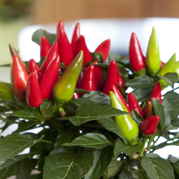 Salsa XP Red Ornamental Pepper - Bloom