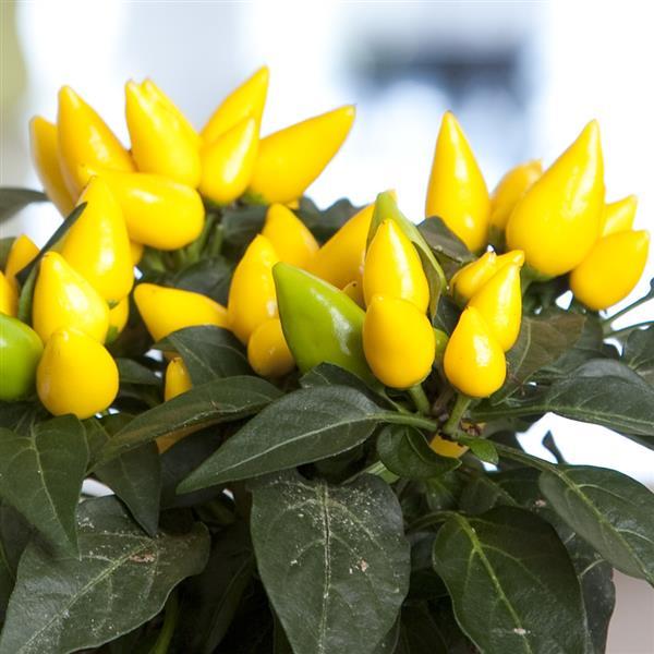 Salsa XP Yellow Ornamental Pepper - Bloom
