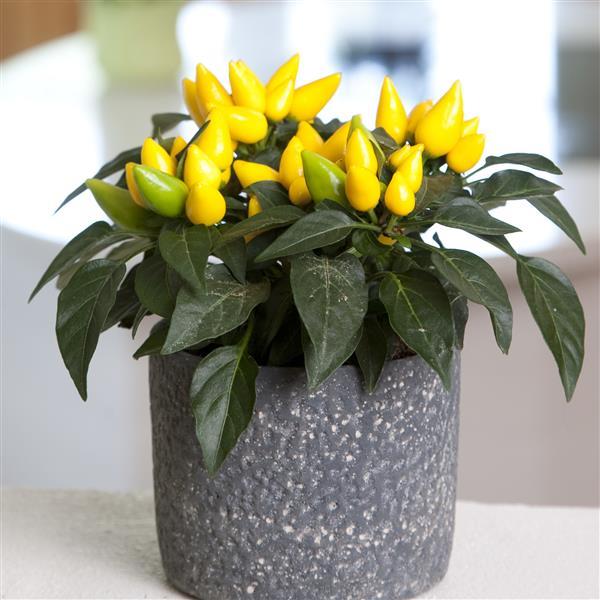 Salsa XP Yellow Ornamental Pepper - Container
