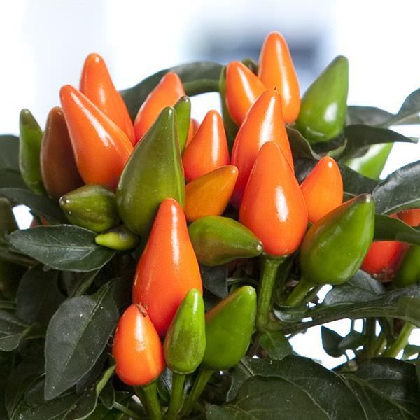 Salsa XP Dark Orange Ornamental Pepper - Bloom