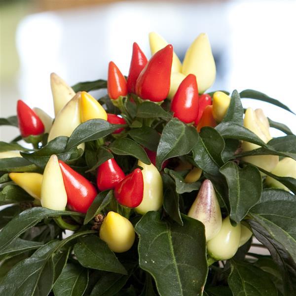 Salsa XP Yellow-Red Ornamental Pepper - Bloom