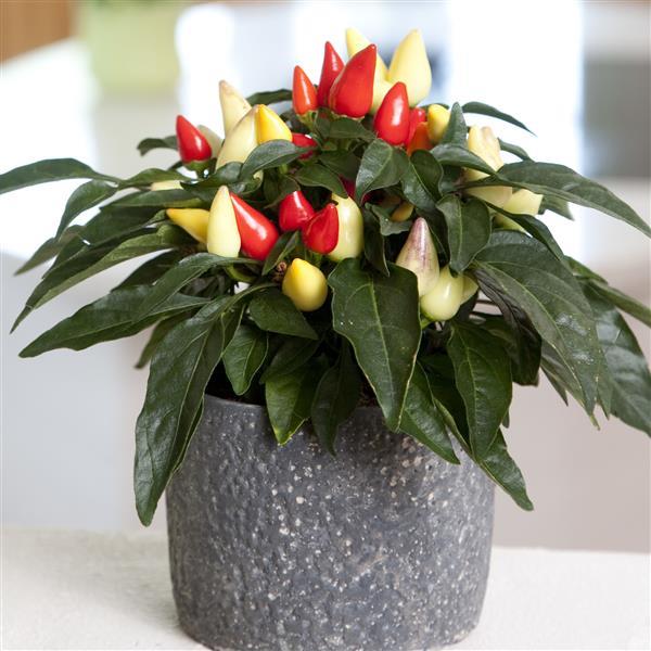 Salsa XP Yellow-Red Ornamental Pepper - Container