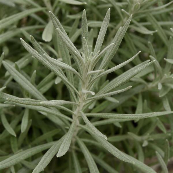 Silver Ribbon Helichrysum - Bloom