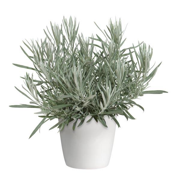 Silver Ribbon Helichrysum - Container
