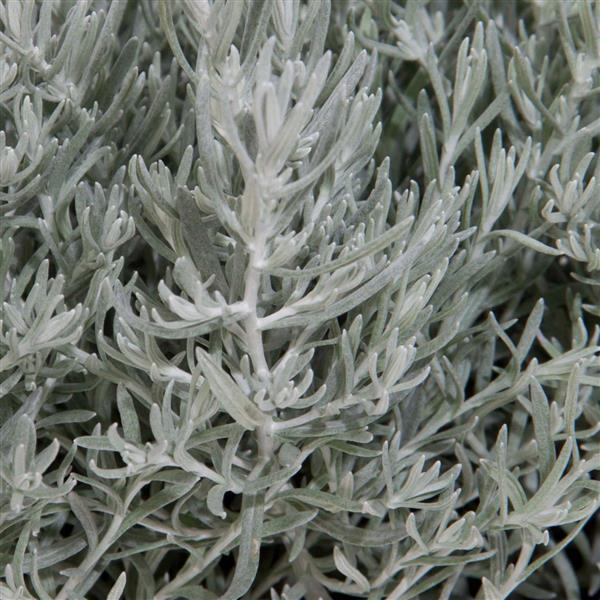 Silver Stitch Helichrysum - Bloom