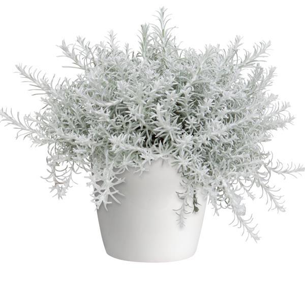 Silver Stitch Helichrysum - Container