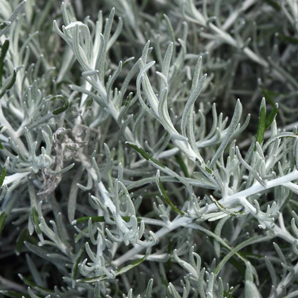 Silver Threads Helichrysum - Bloom