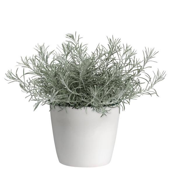 Silver Threads Helichrysum - Container