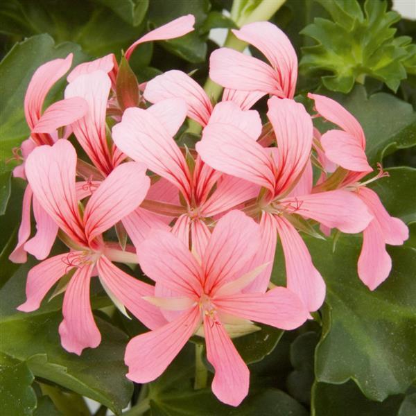 Decora Pink Ivy Geranium - Bloom