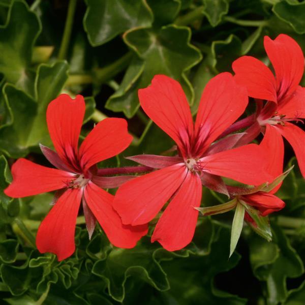 Decora Red Ivy Geranium - Bloom