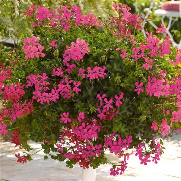 Decora Shocking Pink Ivy Geranium - Container
