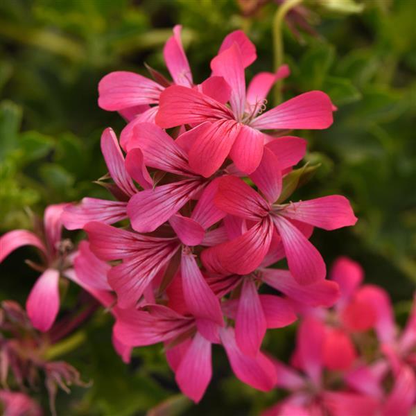 Decora Pink+Eye Ivy Geranium - Bloom