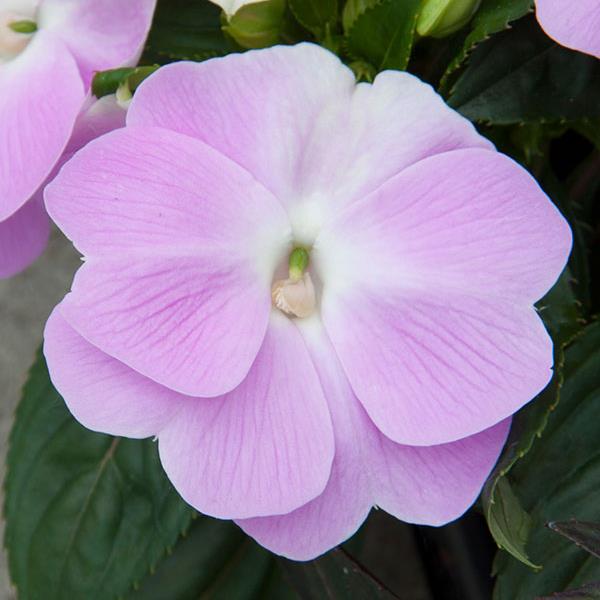 ColorPower™ Orchid New Guinea Impatiens - Bloom