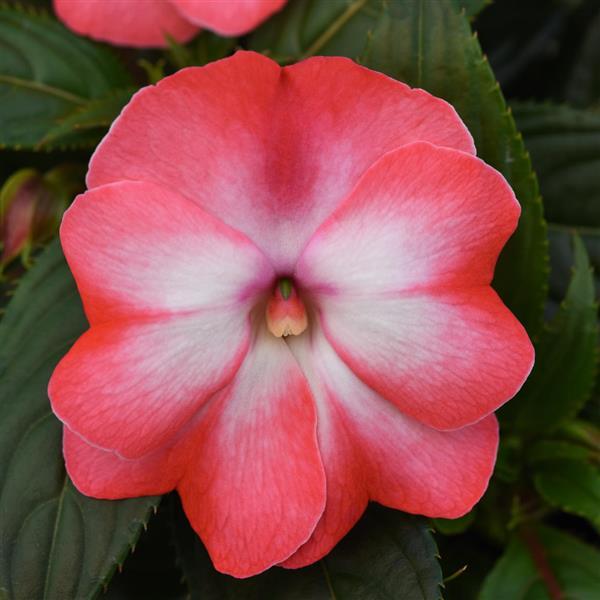 ColorPower™ Peach Frost New Guinea Impatiens - Bloom
