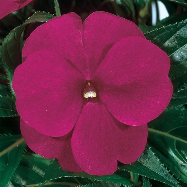 ColorPower™ Purple Blue New Guinea Impatiens - Bloom