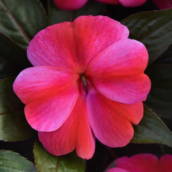 ColorPower™ Red Flame New Guinea Impatiens - Bloom