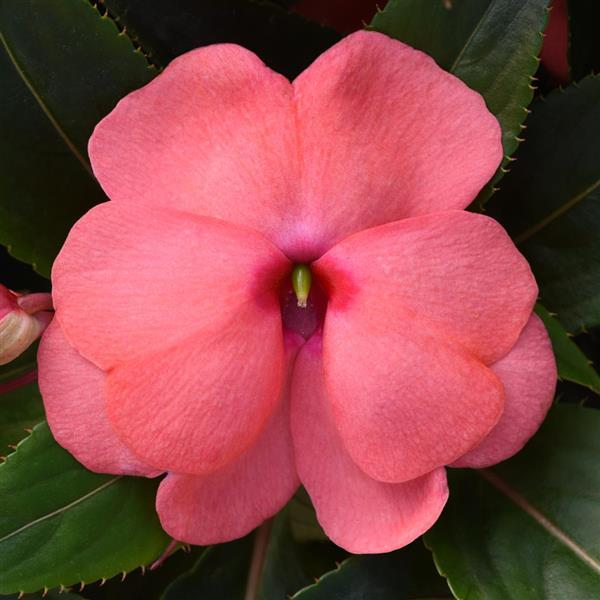 ColorPower™ Salmon Pink New Guinea Impatiens - Bloom