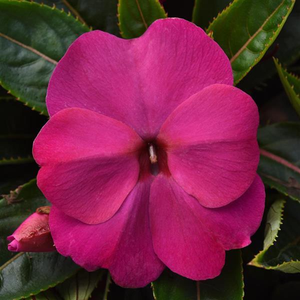 ColorPower™ Violet New Guinea Impatiens - Bloom