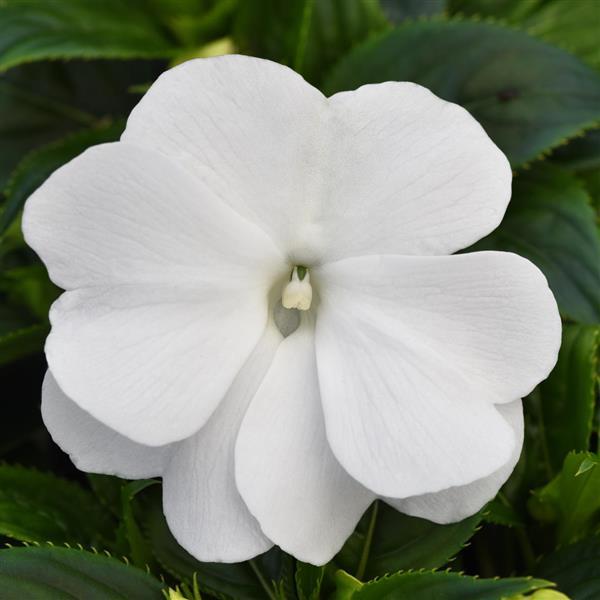 ColorPower™ White New Guinea Impatiens - Bloom