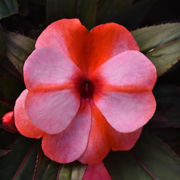 ColorPower™ Coral Flame New Guinea Impatiens - Bloom