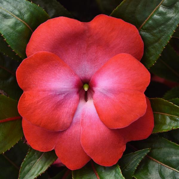 ColorPower™ Cerise Frost New Guinea Impatiens - Bloom