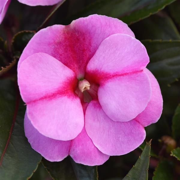 ColorPower™ Lavender Flame New Guinea Impatiens - Bloom