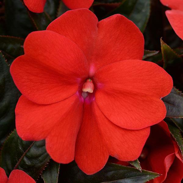 ColorPower™ Dark Red New Guinea Impatiens - Bloom