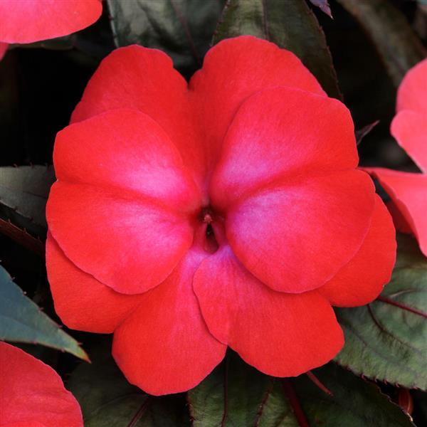 ColorPower™ Dark Pink Flame New Guinea Impatiens - Bloom