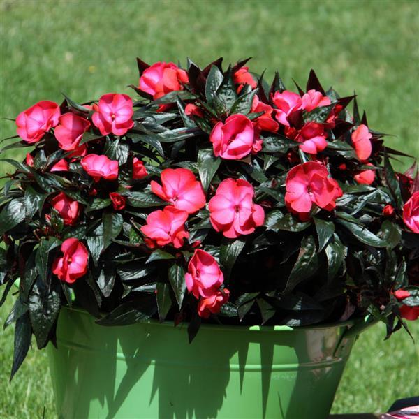ColorPower™ Dark Pink Flame New Guinea Impatiens - Container