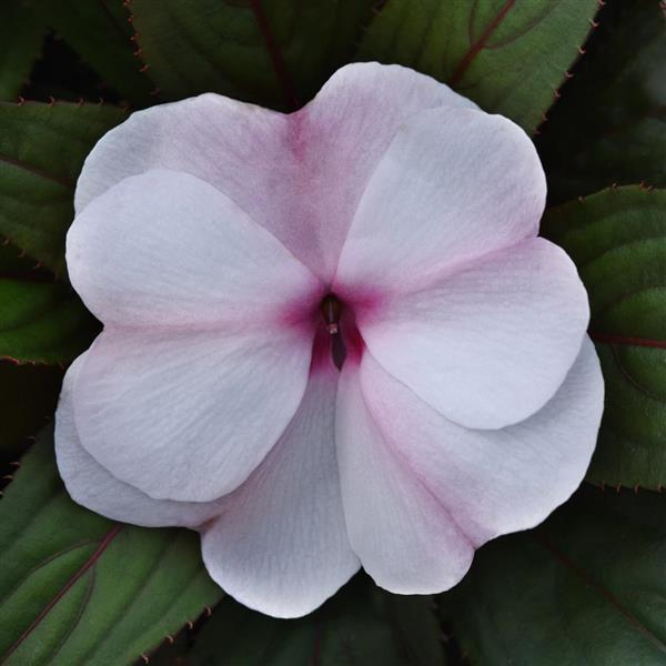 ColorPower™ Light Pink+Eye New Guinea Impatiens - Bloom
