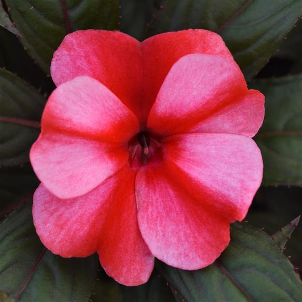 ColorPower™ White Red Flame New Guinea Impatiens - Bloom