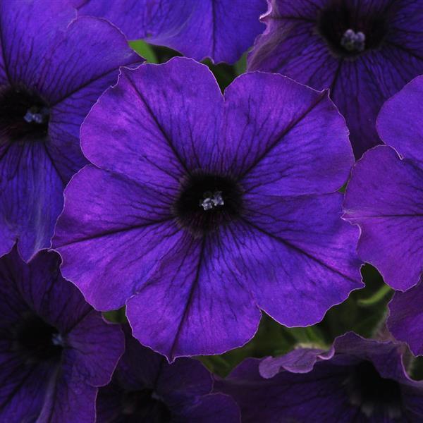 Starlet™ Blue Petunia - Bloom