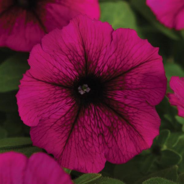 Starlet™ Burgundy Petunia - Bloom